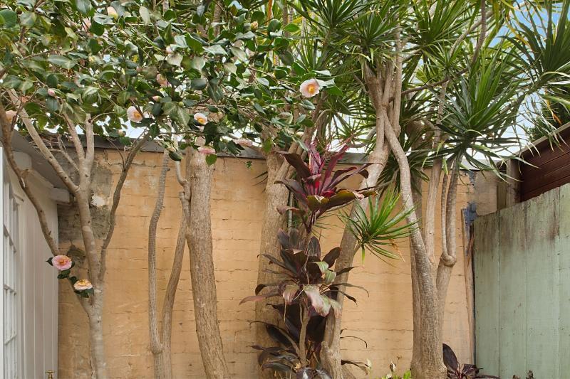 Paddington Garden Cottage With Fast Wifi Sydney Exteriör bild
